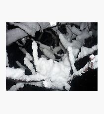 snow on branch - close up Photographic Print