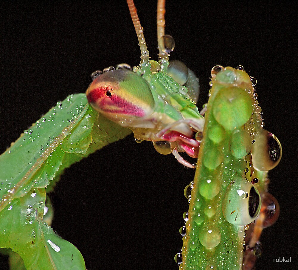 "Foot Licker !" by robkal Redbubble