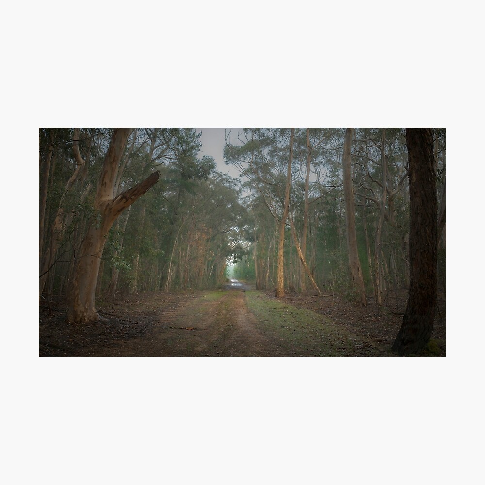 Walk in the Woods (16x9) Photographic Print