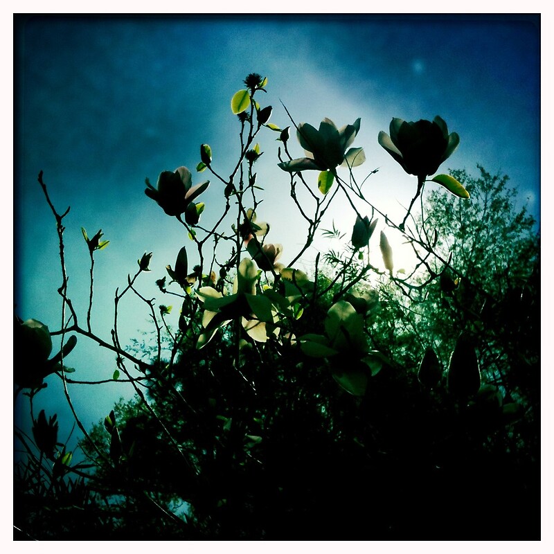 “a beautiful magnolia silhouette” by alliteration | Redbubble
