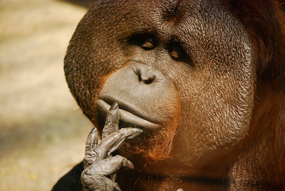  the thinking orangutan  by alliteration Redbubble