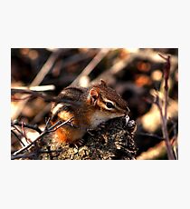 Baby Chipmunk Photographic Print