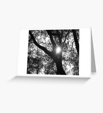 Through the Trees Greeting Card
