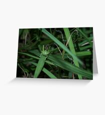 Tiny little baby grasshoppers Greeting Card