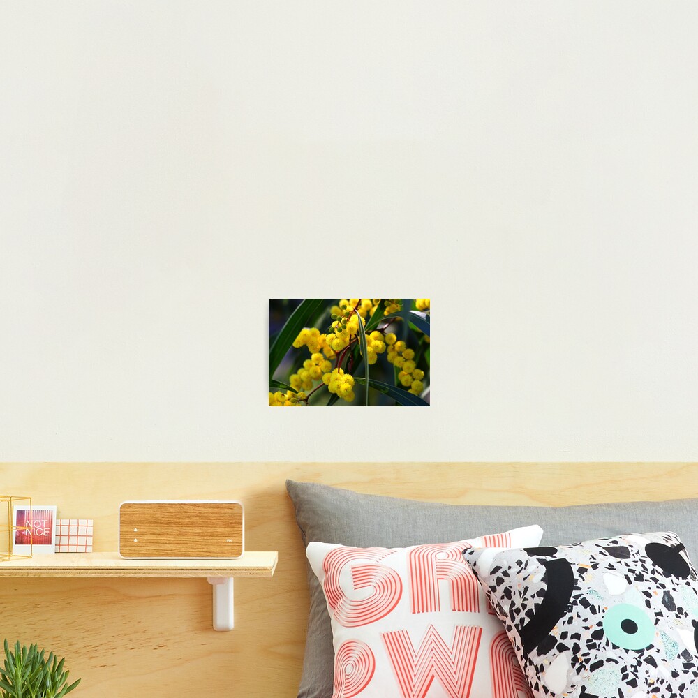 Acacia macradenia Photographic Print
