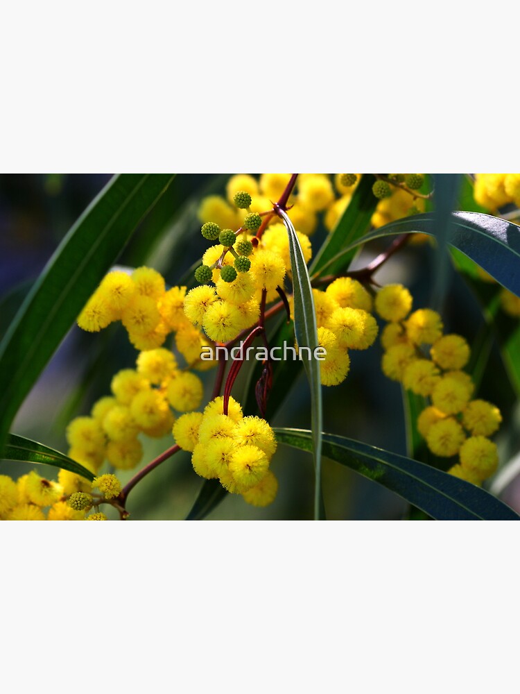 Acacia macradenia by andrachne