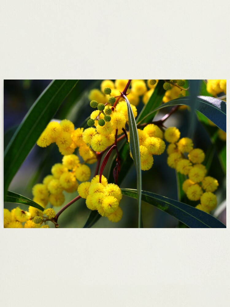 Alternate view of Acacia macradenia Photographic Print