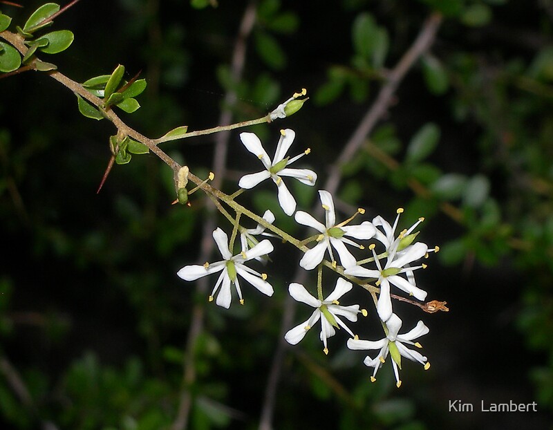 "Tiny White Flowers on a Thorny Bush near Newnes NSW" by Kim Lambert