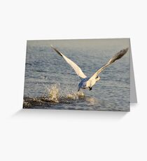 Ready for take off..... Greeting Card