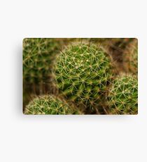 Points of view - cactus Canvas Print