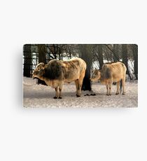 Brahman Cattle Metal Print