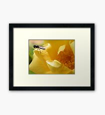 Viewpoint Framed Print