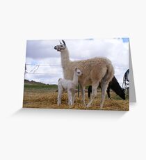 Llama Love Greeting Card