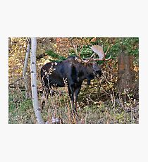 Bull Moose - Park City, Utah Photographic Print
