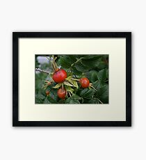 Red fruit. Framed Print