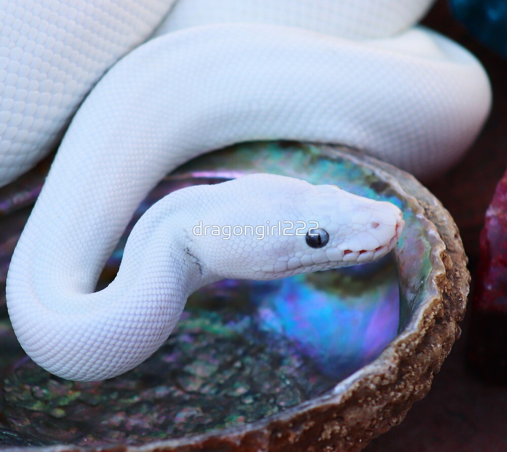 Abalone iridescence and a white snake 