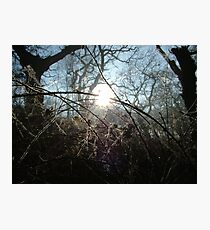 Icy Brambles Photographic Print