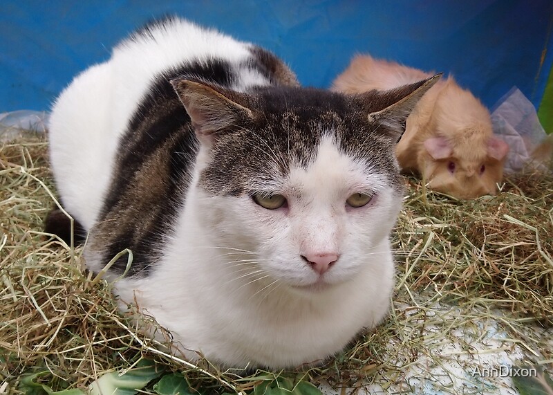 "A Cat that Thinks he is a Guinea Pig," by AnnDixon Redbubble