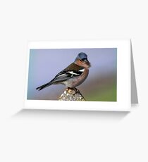 The Chaffinch Greeting Card