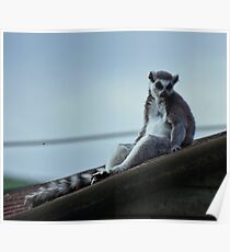 lemur chillen Poster