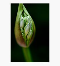 Agapanthus bud Photographic Print