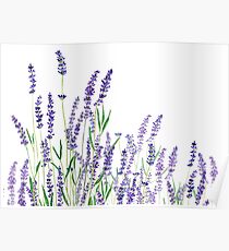lila Lavendel horizontale Aquarell Poster