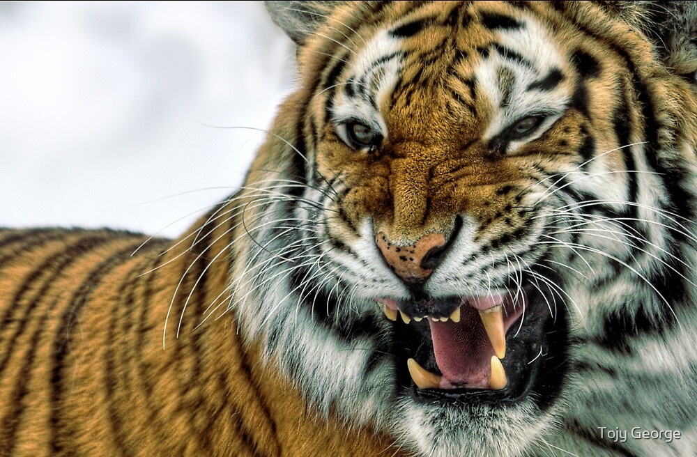 ferocious-tiger-by-tojy-george-redbubble