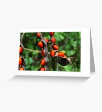 Legume. Greeting Card