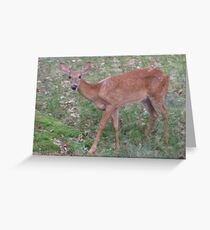 Curiosity Greeting Card