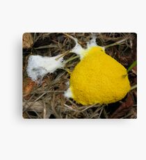 Fuligo septica Canvas Print