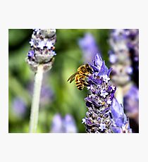 There's No Bee in Lavender Photographic Print