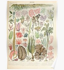 Adolphe Millot algues Poster