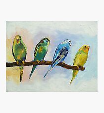 Four Parakeets Photographic Print