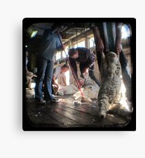 All Systems Go in the Deeargee Woolshed - TTV Canvas Print