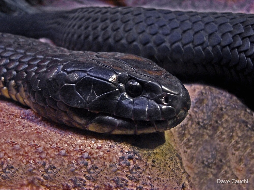 "Chappell island tiger snake" by Dave Cauchi | Redbubble