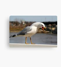 Talk..Talk..Talk!! Canvas Print