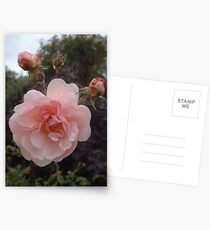 Pink Rose with two buds Postcards