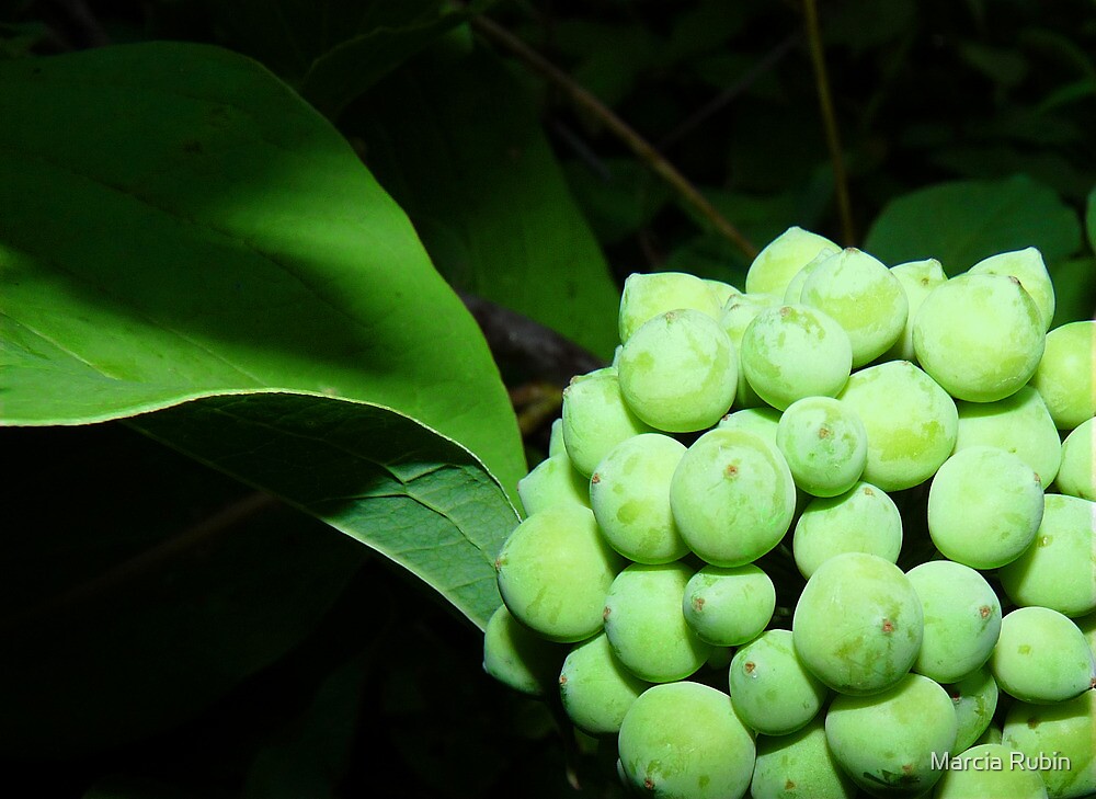 "Green Berry Cluster" by Marcia Rubin Redbubble