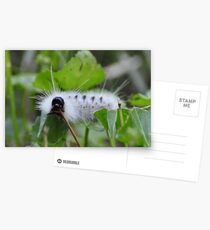 White and wooly Postcards