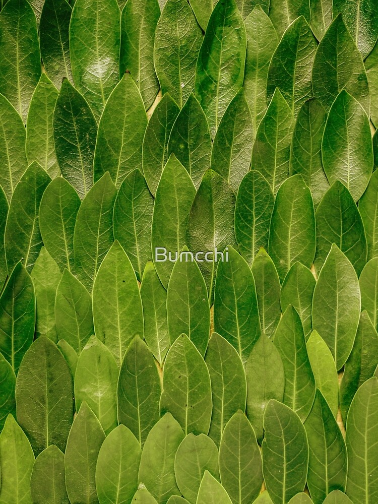 Leaves - Nature by Bumcchi