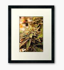 Purple Crush Framed Print