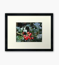 Holly Framed Print