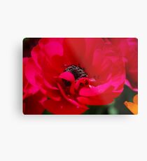 Poppy Metal Print