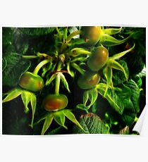 Rose hips Poster
