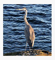 Alert Photographic Print
