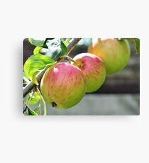 Lienzo Apples On The Tree