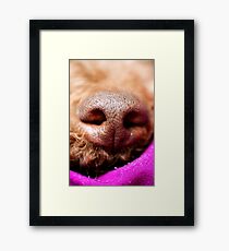 Dog nose Lagotto romagnolo macro background fine art in high quality prints products 50,6 Megapixels Framed Print