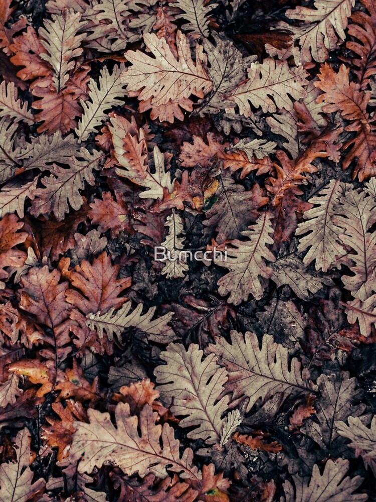 Dried Autumn Leaves - HD Nature by Bumcchi