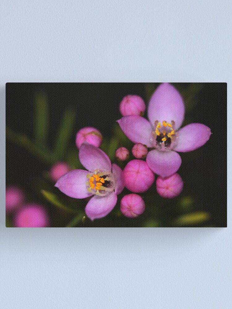 Alternate view of Boronia safrolifera Canvas Print