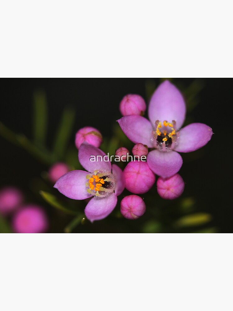 Boronia safrolifera by andrachne